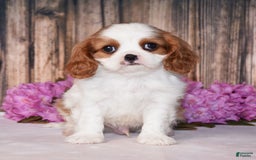 Cavalier King Charles Spaniel dogs for sale: Fritz - Image 7