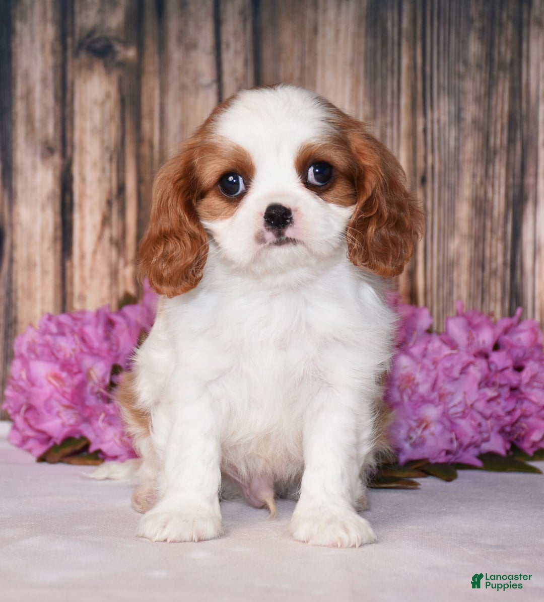 Cavalier King Charles Spaniel dogs for sale: Fritz - Image 7