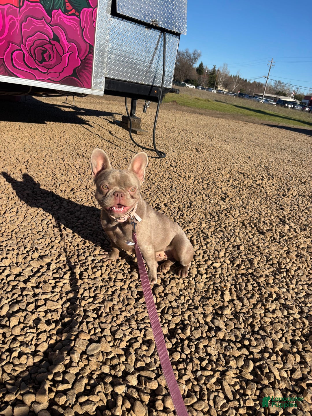 French Bulldog dogs for sale: Bluey - Image 2