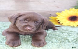 Labrador Retriever dogs for sale: Remington - Image 3