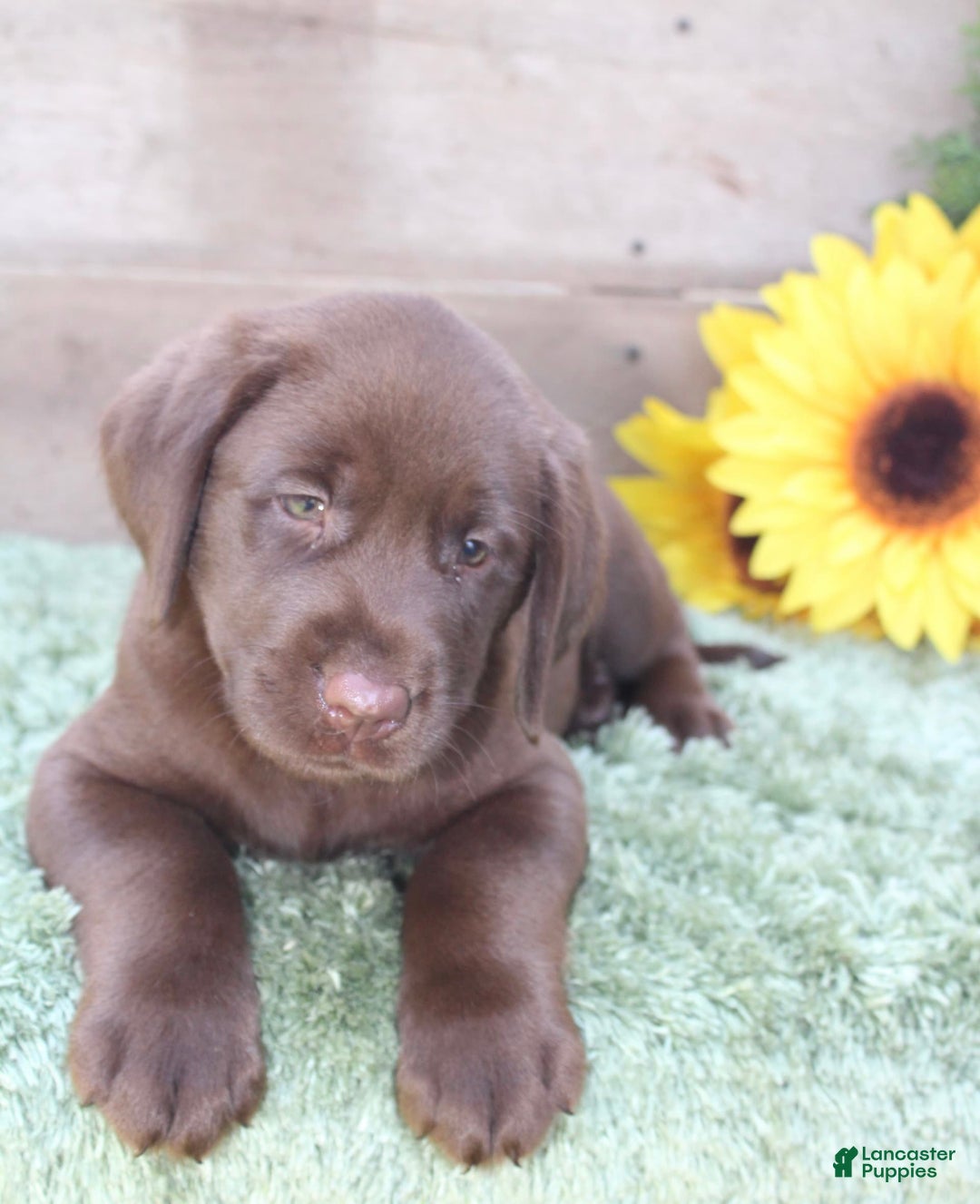 Labrador Retriever dogs for sale: Remington - Image 3