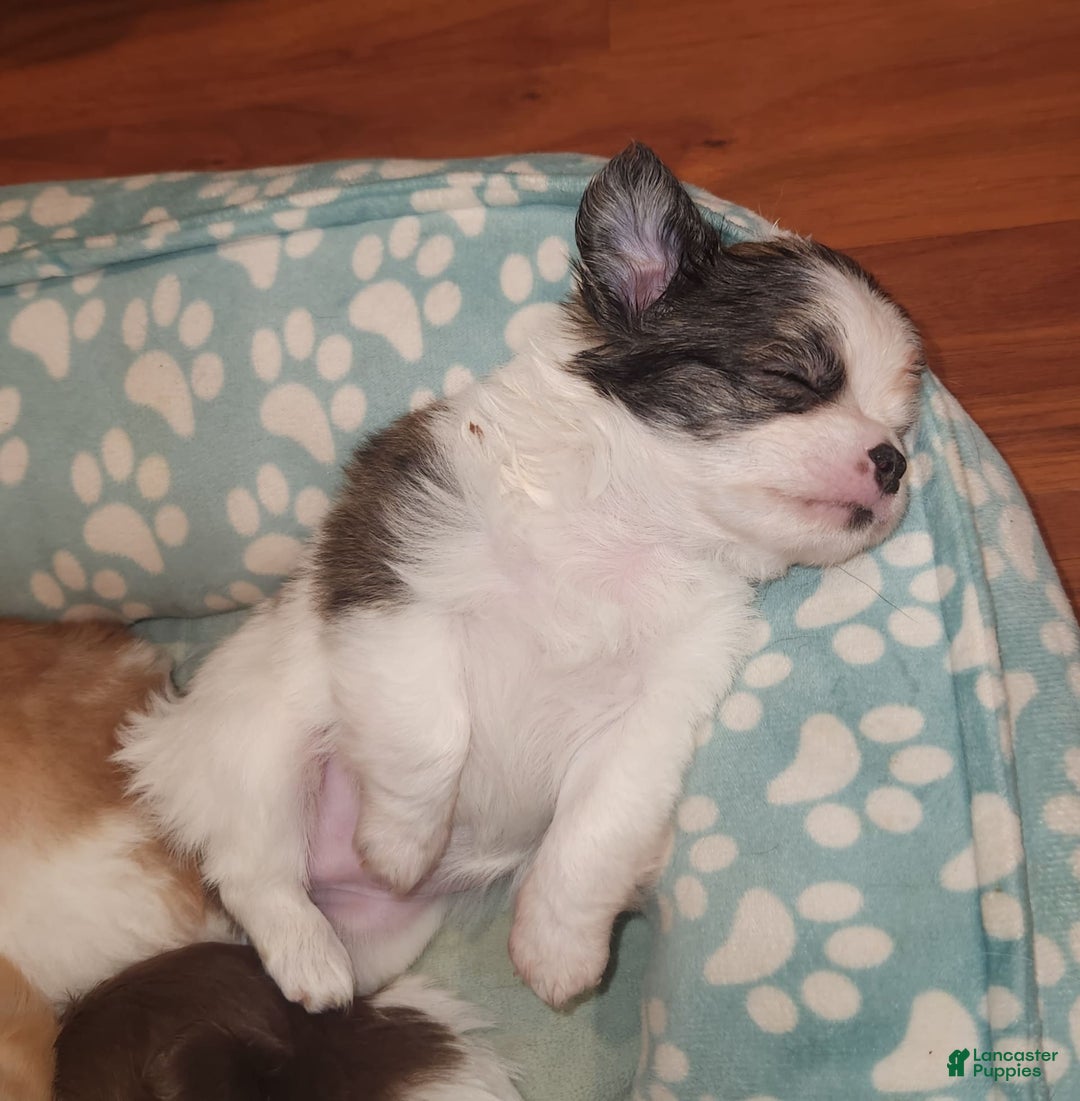 Chihuahua dogs for sale: Gunner - Image 1
