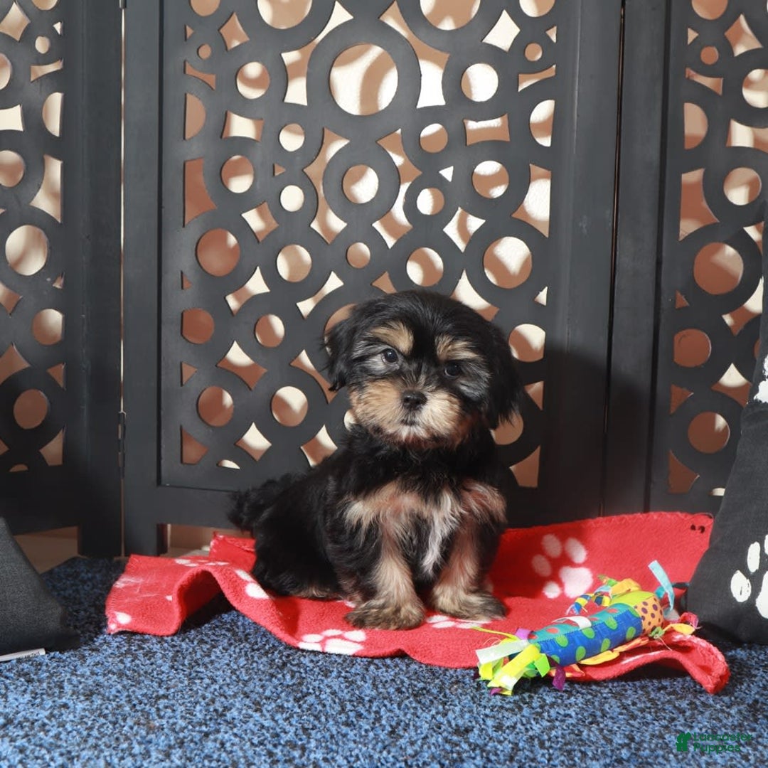 Shorkie dogs for sale: Gypsy - Image 5