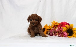 Mini Goldendoodle dogs for sale: Beatrix - Image 2