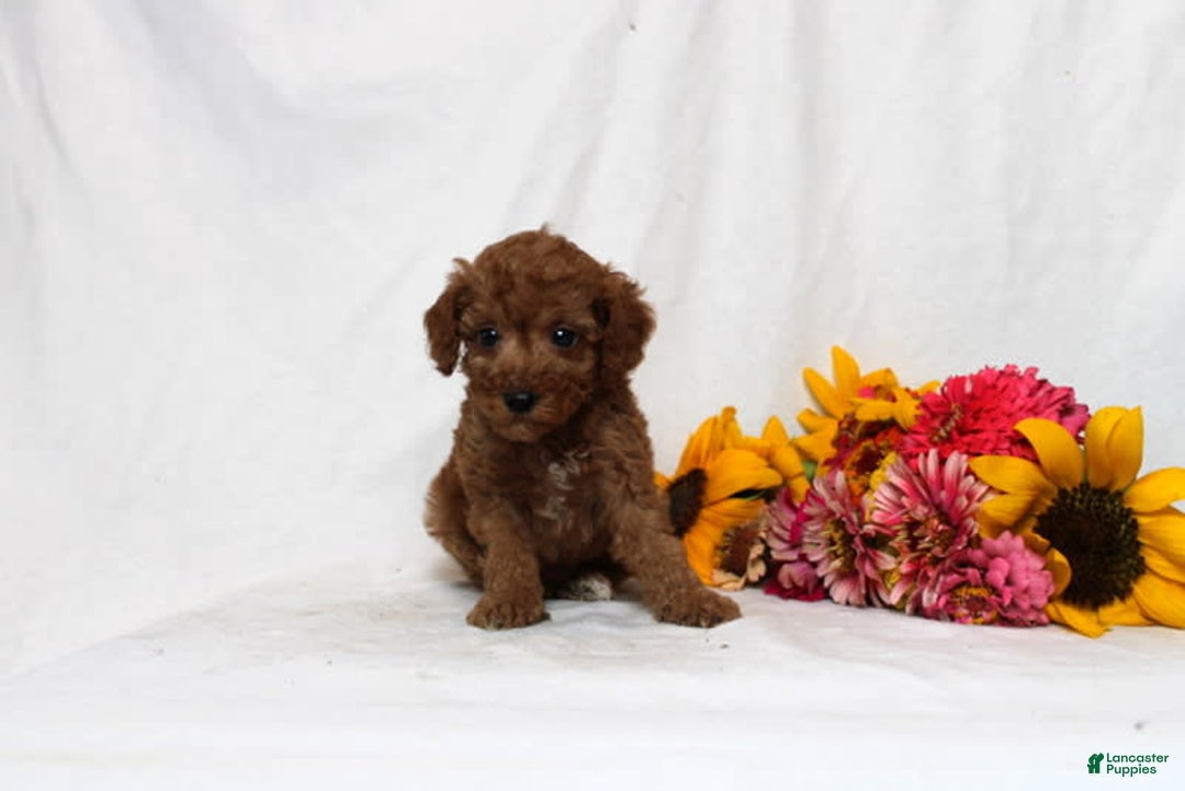 Mini Goldendoodle dogs for sale: Beatrix - Image 2