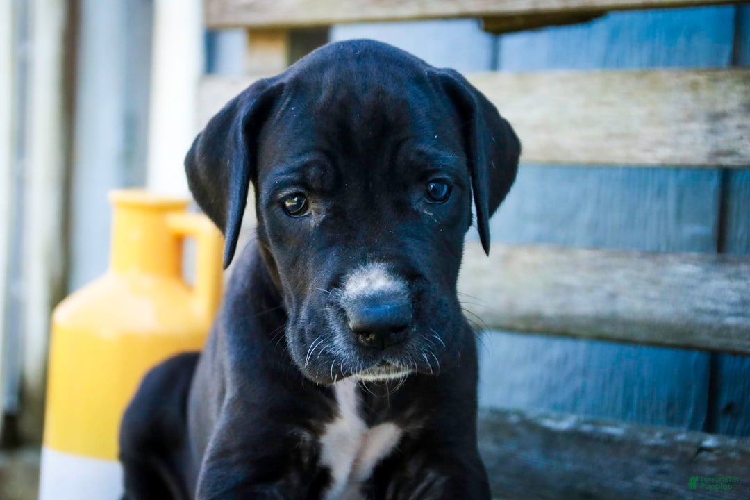 Great Dane dogs for sale: Athena - Image 6