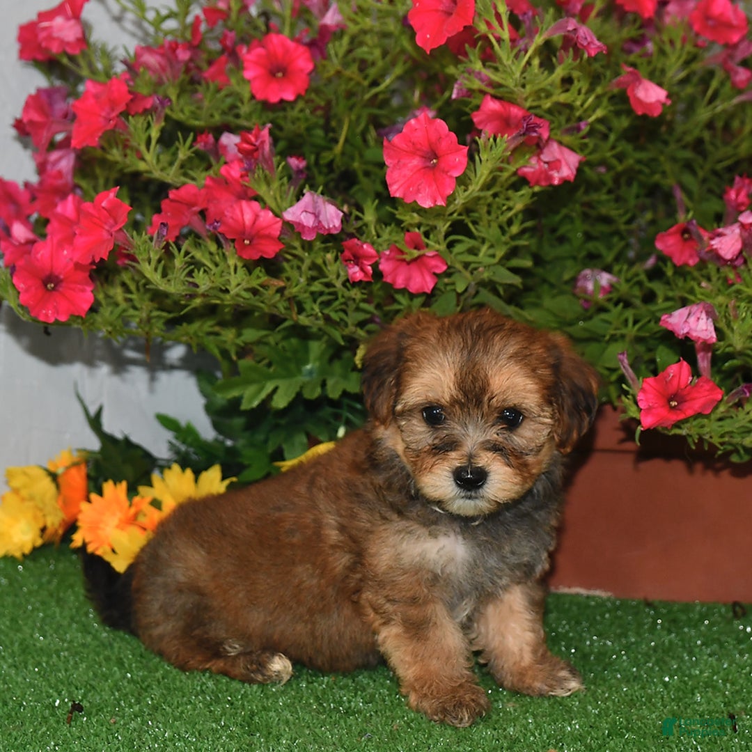 Bichpoo dogs for sale: Rocky - Image 3