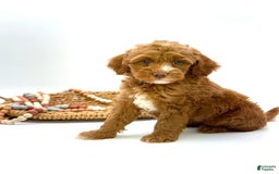 Mini Goldendoodle dogs for sale: Kordel Mini Brown Based - Image 4
