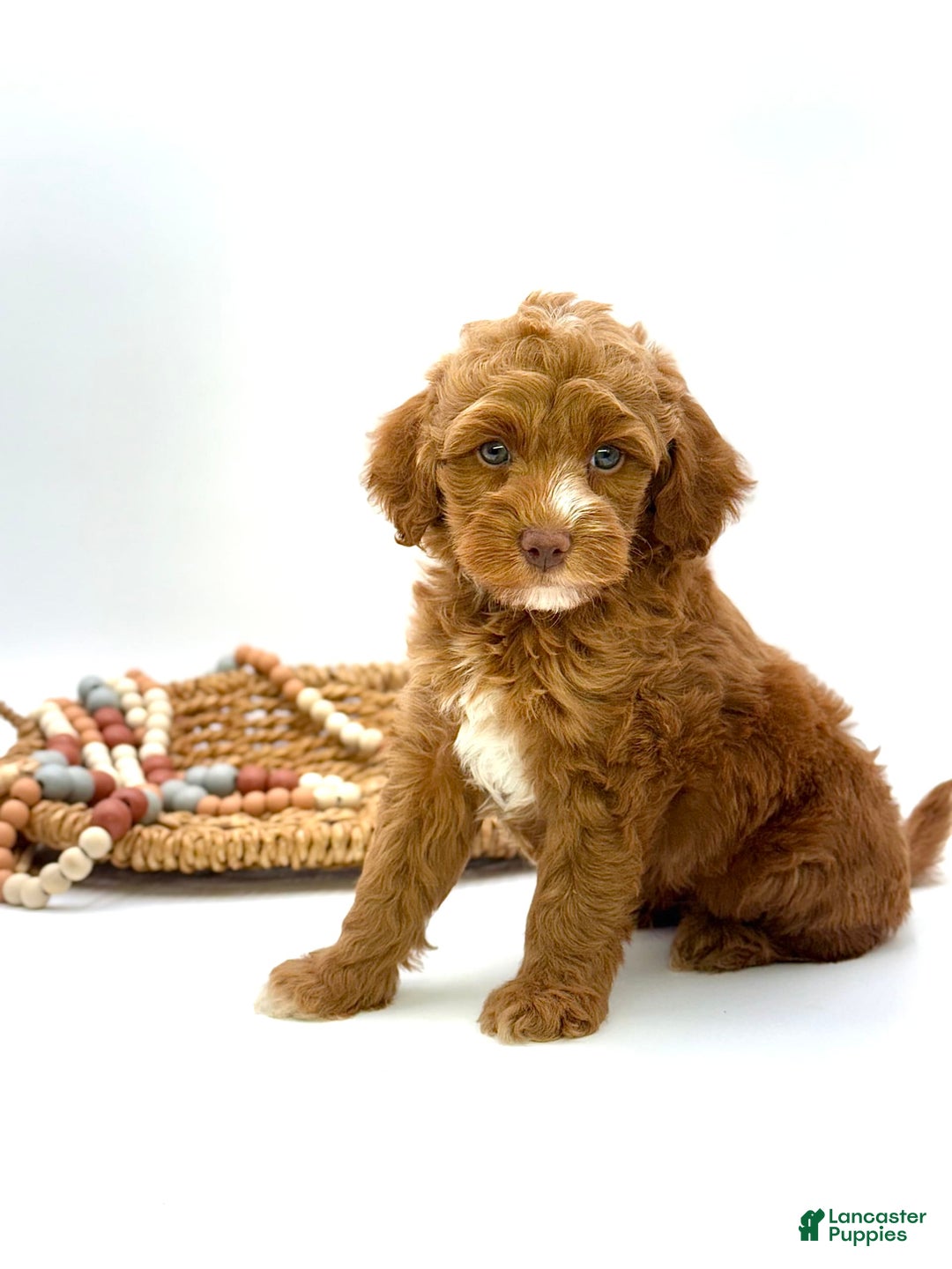 Mini Goldendoodle dogs for sale: Kordel Mini Brown Based - Image 4