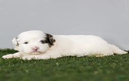 Shihpoo dogs for sale: Billy - Image 1