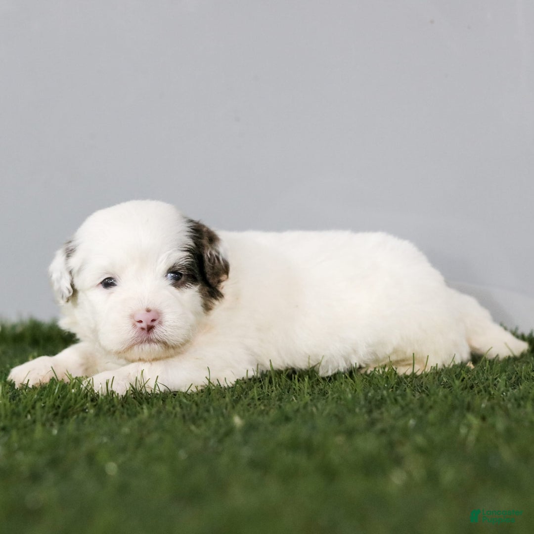 Shihpoo dogs for sale: Billy - Image 1