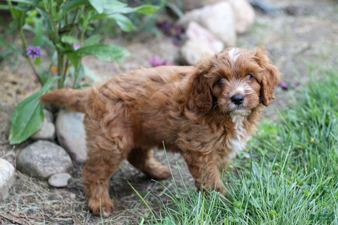 Cavapoo dogs for sale: Snip - Image 3