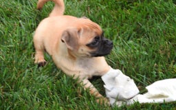 Jug dogs for sale: Jazmin - Image 2