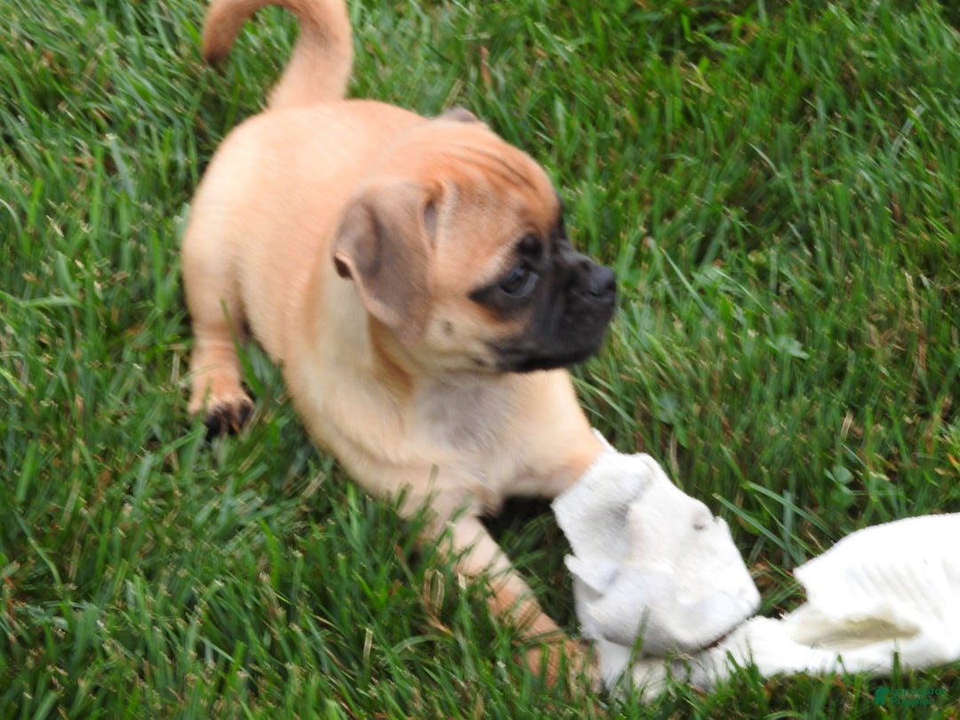Jug dogs for sale: Jazmin - Image 2