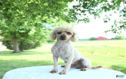 Toy Poodle dogs for sale: Shadow - Image 7