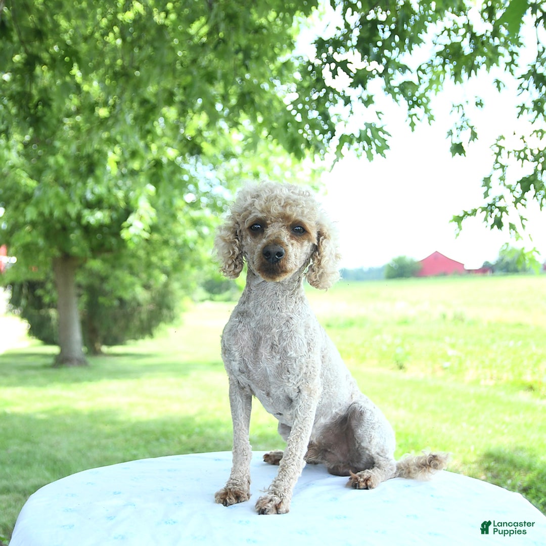 Toy Poodle dogs for sale: Shadow - Image 7