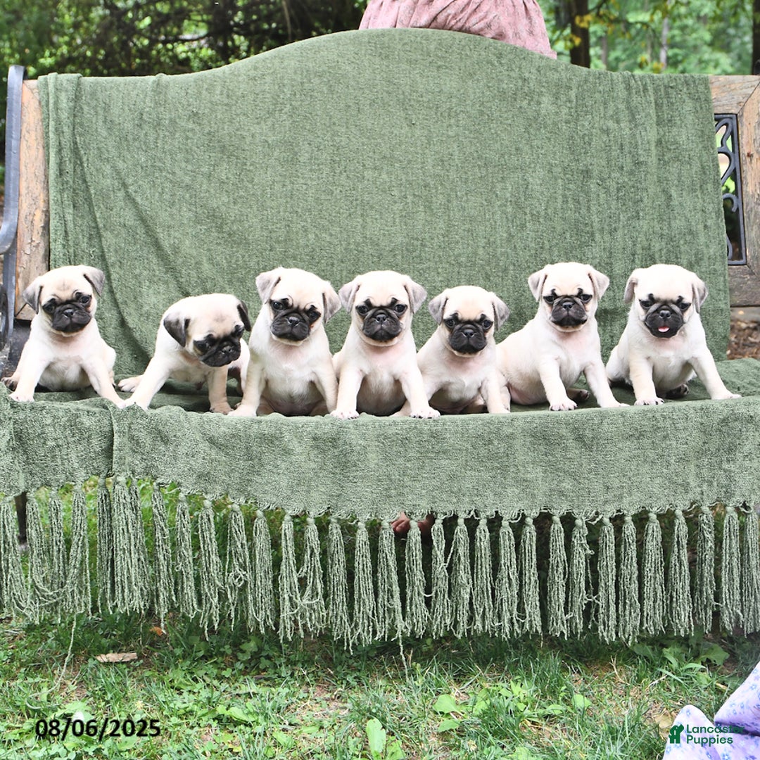Pug dogs for sale: Bobby - Image 2