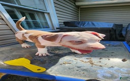 American Bully dogs for sale: Aphrodite - Image 1