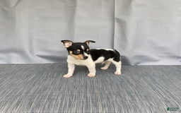 Chihuahua dogs for sale: Miles - Image 10