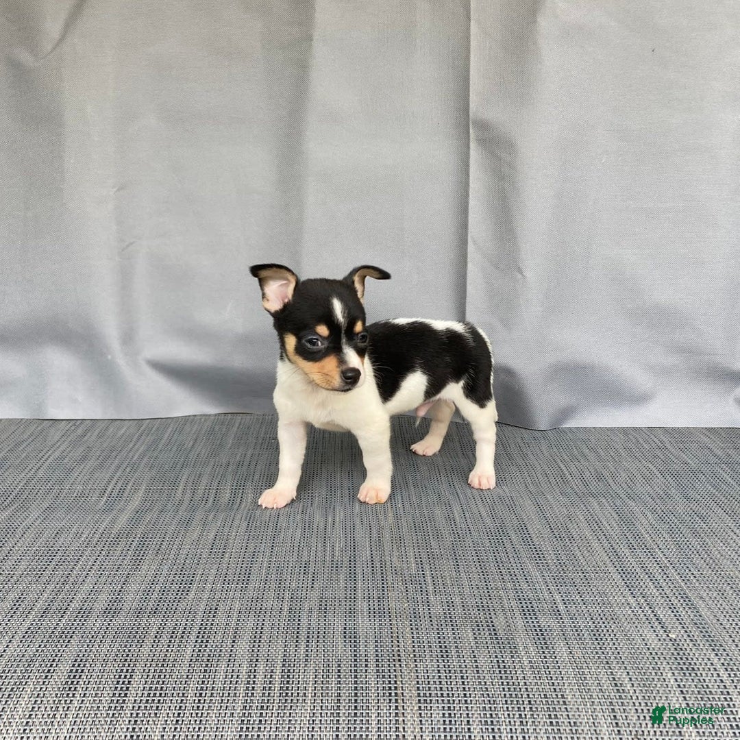 Chihuahua dogs for sale: Miles - Image 10