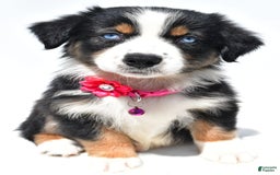 Australian Shepherd dogs for sale: Kate - Image 2
