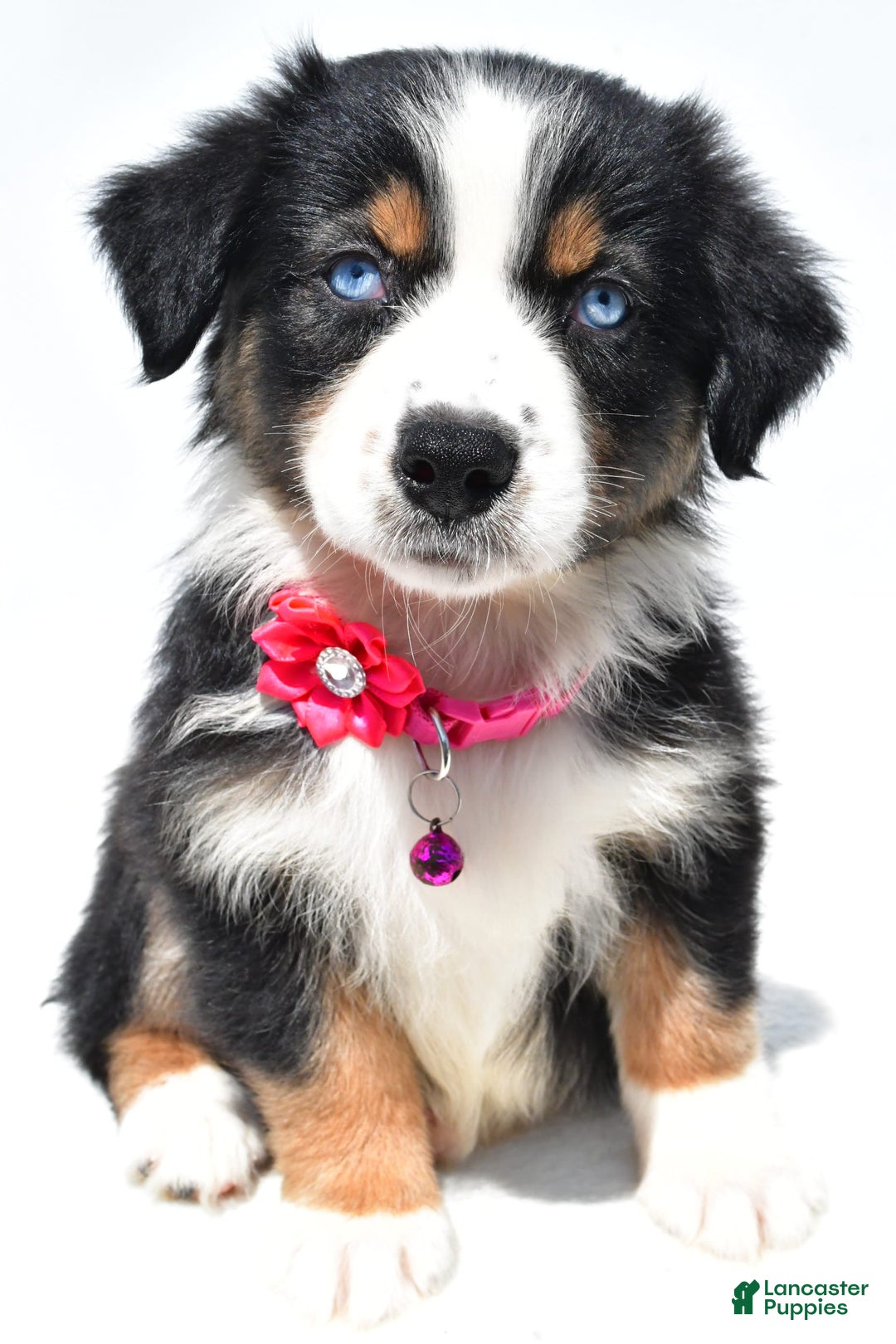 Australian Shepherd dogs for sale: Kate - Image 2