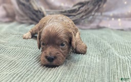 Cavapoo dogs for sale: Hermes - Image 14