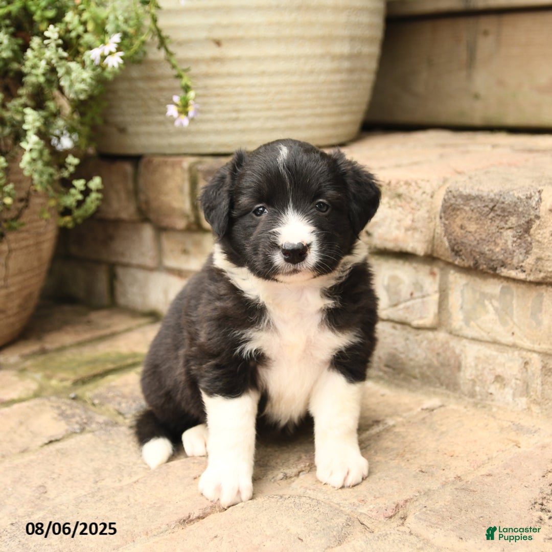 Border Collie dogs for sale: Mandy - Image 4