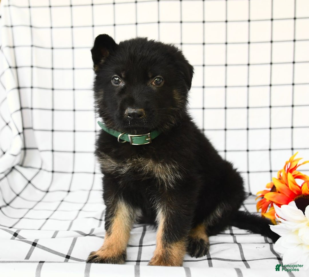 German Shepherd dogs for sale: Jeffry - Image 9