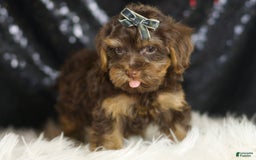 Yorkiepoo dogs for sale: Bugatti - Image 4