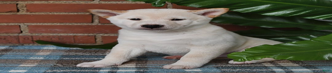Oscar