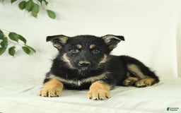 Gerberian Shepsky dogs for sale: Monty - Image 6