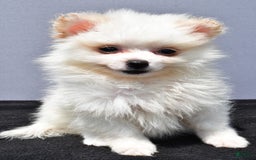 Pomeranian dogs for sale: Isabella - Image 9