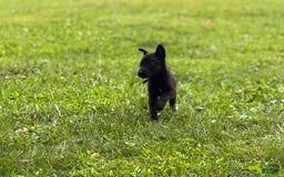Belgian Malinois dogs for sale: Akc Certified Male 5 - Image 10