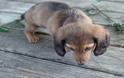 Dachshund dogs for sale: Lena - Image 3