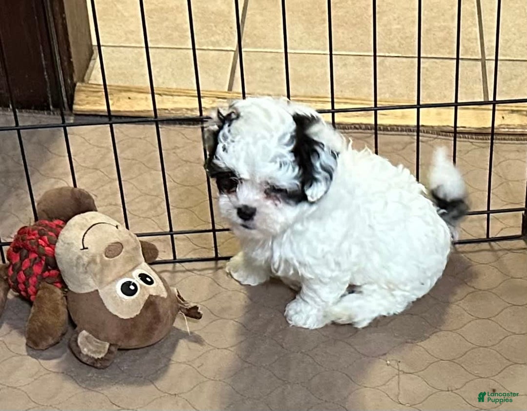 Shihpoo dogs for sale: Oreo - Image 9