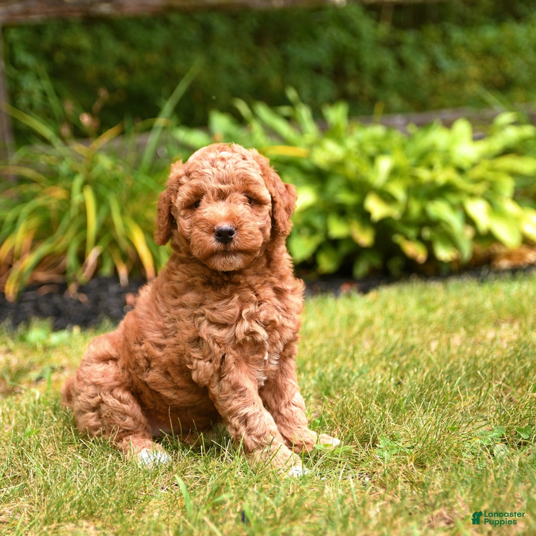 Mini Goldendoodle dogs for sale: Rita - Image 3
