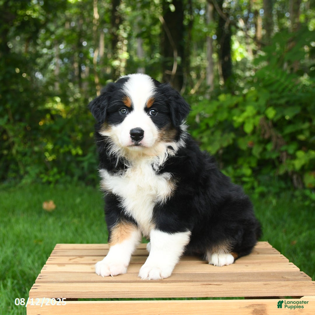 Australian Shepherd dogs for sale: Jewel - Image 1