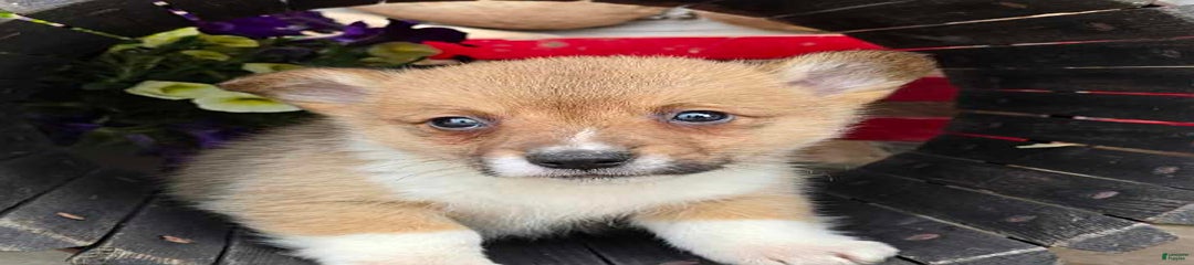 Paul