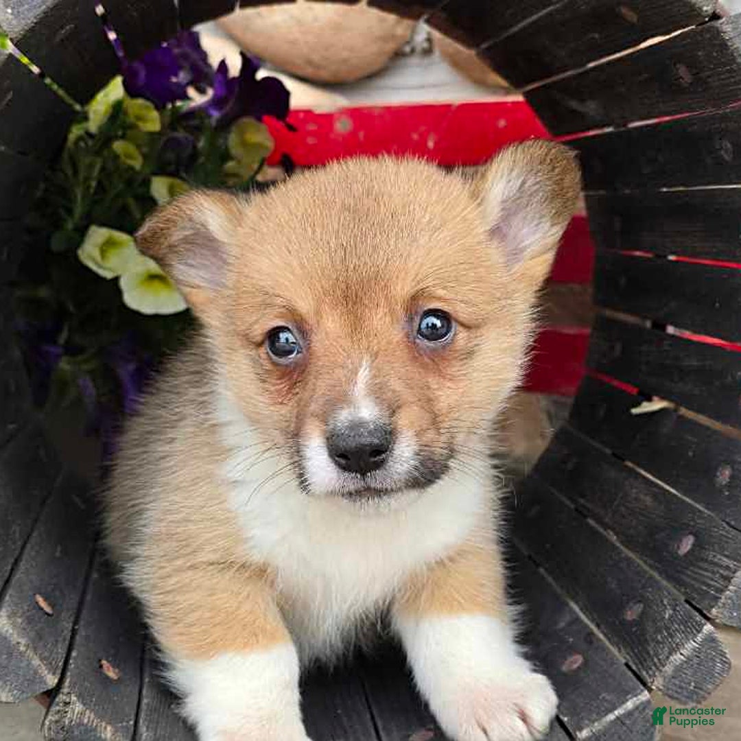 Welsh Corgi Pembroke dogs for sale: Paul - Image 5