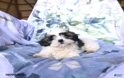 Shih Tzu dogs for sale: Keith - Image 4