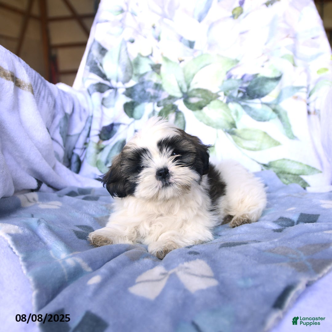 Shih Tzu dogs for sale: Keith - Image 4