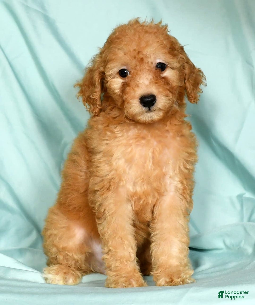 Mini Goldendoodle dogs for sale: Desiree - Image 3