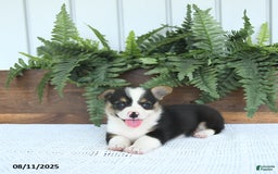 Welsh Corgi Pembroke dogs for sale: Mia - Image 1