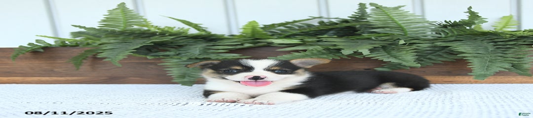 Mia