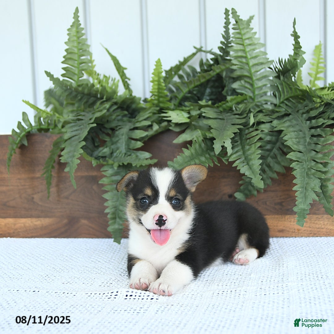 Welsh Corgi Pembroke dogs for sale: Mia - Image 1