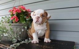 English Bulldog dogs for sale: Rippley - Image 8