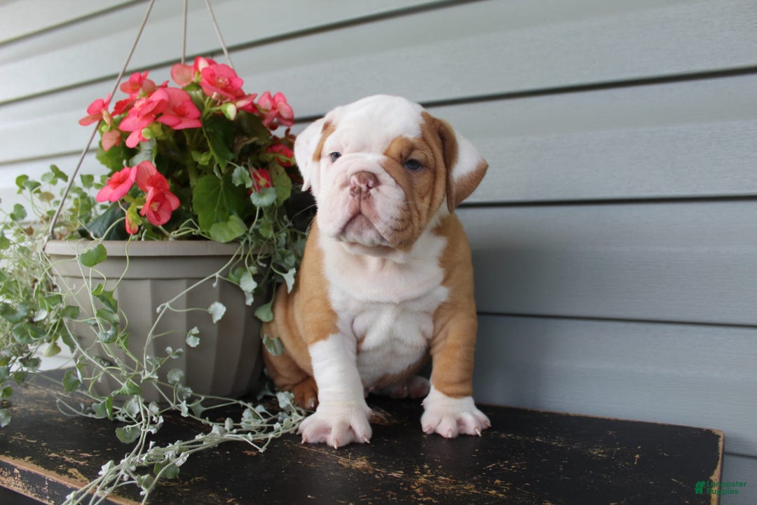 English Bulldog dogs for sale: Rippley - Image 8