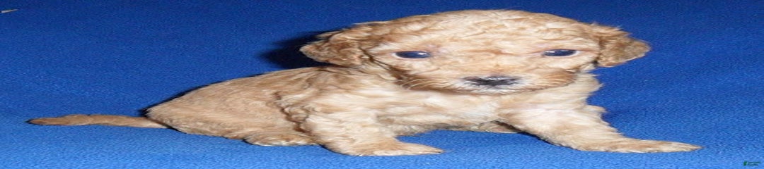 Biscuit