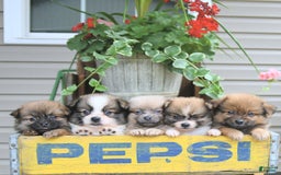 Pomeranian dogs for sale: Fancy - Image 8